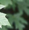 Acer macrophyllum, leaves