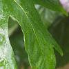 Acer macrophyllum, leaves