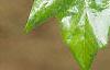 Acer macrophyllum, leaves