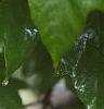 Acer macrophyllum, leaves