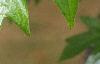 Acer macrophyllum, leaves