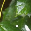 Acer macrophyllum, leaves