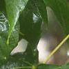 Acer macrophyllum, leaves