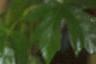 Acer macrophyllum, leaves