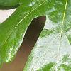Acer macrophyllum, leaves