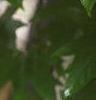 Acer macrophyllum, leaves