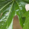 Acer macrophyllum, leaves
