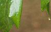 Acer macrophyllum, leaves