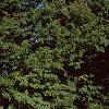 Acer miyabei, habit