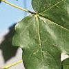 Acer miyabei, leaves