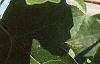 Acer miyabei, leaves