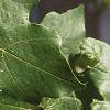 Acer miyabei, leaves