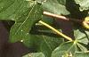 Acer miyabei, leaves
