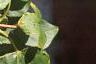 Acer miyabei, leaves