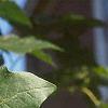 Acer miyabei, leaves