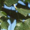 Acer miyabei, leaves