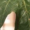 Acer miyabei, leaves