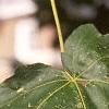 Acer miyabei, leaves