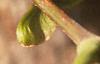 Acer miyabei, fruit