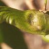 Acer miyabei, fruit