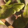 Acer miyabei, fruit