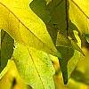 Acer miyabei, fall color