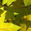 Acer miyabei, fall color