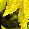 Acer miyabei, fall color