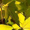 Acer miyabei, fall color