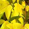 Acer miyabei, fall color