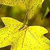 Acer miyabei, fall color