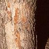 Acer miyabei, bark