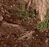 Acer miyabei, bark
