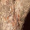 Acer miyabei, bark
