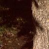 Acer miyabei, bark
