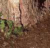 Acer miyabei, bark