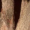 Acer miyabei, bark