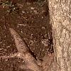 Acer miyabei, bark