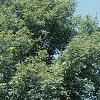 Acer miyabei 'Morton', habit