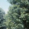 Acer miyabei 'Morton', habit