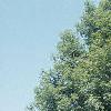 Acer miyabei 'Morton', habit