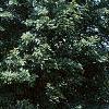 Acer miyabei 'Morton', habit