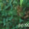 Acer mandschuricum, leaves