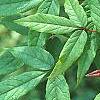 Acer mandschuricum, leaves