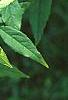 Acer mandschuricum, leaves