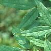 Acer mandschuricum, leaves