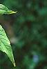 Acer mandschuricum, leaves