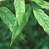 Acer mandschuricum, leaves