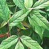Acer mandschuricum, leaves