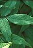 Acer mandschuricum, leaves